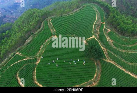 (151009) -- QUANZHOU, - une photo aérienne prise le 7 octobre 2015 montre des agriculteurs cueillir des feuilles de thé dans le village de Juyuan de la ville de Quanzhou, dans la province du Fujian du sud-est de la Chine.) (Ry) CHINA-FUJIAN-TEA PLANTATION (CN) ZhangxJiuqiang PUBLICATIONxNOTxINxCHN 151009 Quanzhou Aerial photo prise LE 7 2015 octobre montre des agriculteurs cueillant des feuilles de thé AU village de Juyuan de Quanzhou ville sud-est de la Chine S province du Fujian Ry Chine Fujian Tea Plantation CN PUBLICATIONxNOTxINxCHN Banque D'Images