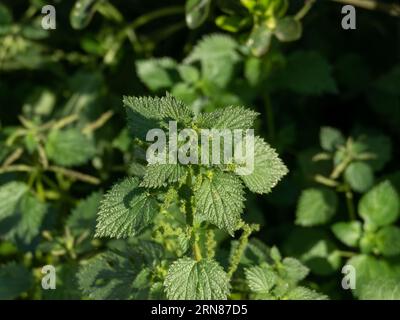 A nettle plant in full bloom in the sun in summertime Stock Photo