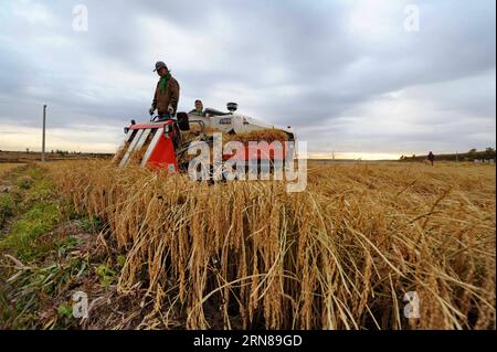 (151013) -- CHANGCHUN, le 13 octobre 2015 -- Une faucheuse récolte des cors dans les champs du village de Shuanghe dans la ville de Yushu, province de Jilin dans le nord-est de la Chine, le 13 octobre 2015. Yushu est entré récemment dans la période de récolte du riz et du maïs. La production céréalière totale de Yushu s'est classée au premier rang parmi tous les comtés de Chine en 2014. ) (Yxb) CHINA-JILIN-HARVEST(CN) ZhangxNan PUBLICATIONxNOTxINxCHN Changchun OCT 13 2015 une faucheuse ramasser des cors dans le champ AU village de Shuanghe dans la ville de Yushu Nord-est de la Chine S Jilin province OCT 13 2015 Yushu est entré dans la récolte du riz et du maïs récemment la production céréale totale de Yush Banque D'Images