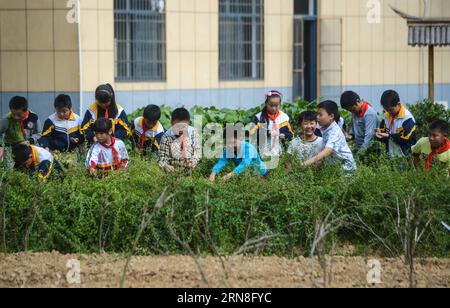 (151022) -- CHANGXING, Oct. 22, 2015 -- Pupils in Baixian primary school pick wolfberries in Changxing County, east China s Zhejiang Province. Located in a mountain village, Baixian primary school grows over 130 kinds of herbal medicine in its 5,000 square meters garden, characterizing herbal medicine in education. ) (dhf) CHINA-ZHEJIANG-PRIMARY SCHOOL-HERBAL MEDICINE EDUCATION (CN) XuxYu PUBLICATIONxNOTxINxCHN   Chang Xing OCT 22 2015 Pupils in  Primary School Pick Wolfberries in Chang Xing County East China S Zhejiang Province Located in a Mountain Village  Primary School GROWS Over 130 Kind Stock Photo