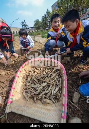 (151022) -- CHANGXING, 22 octobre 2015 -- des élèves de l'école primaire de Baixian creusent des plantes médicinales dans le comté de Changxing, dans la province du Zhejiang de l'est de la Chine. Situé dans un village de montagne, l'école primaire Baixian cultive plus de 130 sortes de phytothérapie dans son jardin de 5 000 mètres carrés, caractérisant la phytothérapie dans l'éducation.) (dhf) CHINE-ZHEJIANG-ÉCOLE PRIMAIRE-ÉDUCATION EN PHYTOTHÉRAPIE (CN) XuxYu PUBLICATIONxNOTxINxCHN Chang Xing OCT 22 2015 élèves de l'école primaire DIG médecine des herbes dans le comté de Chang Xing est Chine S province du Zhejiang située dans un village de montagne l'école primaire GRANDIT plus de 13 Banque D'Images