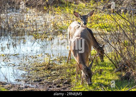 Key Deer dans l'habitat naturel du parc de l'État de Floride. Banque D'Images