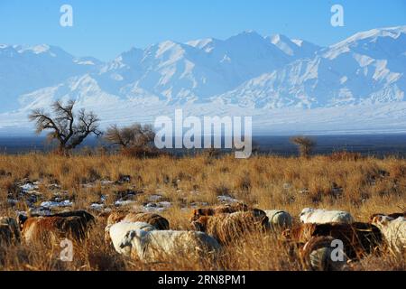 (151102) -- HAMI, Nov. 2, 2015 -- A flock of goats graze in populus diversifolia forest at the foot of snow-covered Tianshan Mountain in Hami, northwest China s Xinjiang Uygur Autonomous Region, Nov. 2, 2015. )(mcg) CHINA-XINJIANG-HAMI-WINTER SCENERY (CN) LixHua PUBLICATIONxNOTxINxCHN   Hami Nov 2 2015 a Flock of goats Graz in Populus diversifolia Forest AT The Foot of Snow Covered Tian Shan Mountain in Hami Northwest China S Xinjiang Uygur Autonomous Region Nov 2 2015 McG China Xinjiang Hami Winter scenery CN LixHua PUBLICATIONxNOTxINxCHN Stock Photo