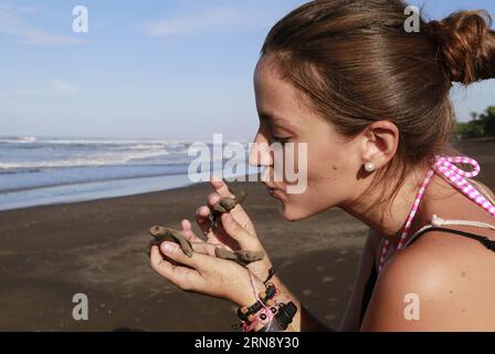 (151110) -- OSTIONAL BEACH, - image prise le 9 novembre 2015 montre un bénévole de l'Ostional Integral Development Association (OIDA) tenant trois tortues de mer Olive Ridley récemment éclos avant de les aider à retourner à l'océan sur la plage d'Ostional, à 183 miles au nord-ouest de la capitale de San Jose, Costa Rica. Plus d un quart de million de tortues de mer Olive Ridley avaient débarqué lundi matin à terre pour nicher à la plage d Ostional sur la côte nord du Pacifique du Costa Rica. C'était la treizième nidification de masse cette année et le nombre d'arrivées du samedi était probablement le plus grand pour une seule journée ces dernières années, Banque D'Images