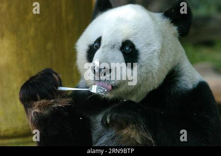 (151128) -- FUZHOU,2015 -- une photo prise le 18 décembre 2005 montre un panda géant Basi mangeant un gâteau au centre de recherche et d'échange de panda à Fuzhou, capitale de la province du Fujian du sud-est de la Chine, pour célébrer son 25e anniversaire. Basi a célébré son 35e anniversaire le 28 novembre 2015, ce qui équivaut à peu près à 130 ans d’âge humain. Basi est actuellement le plus vieux panda vivant à ce jour dans le monde. Basi en 1987, visite le zoo de San Diego aux États-Unis pour des spectacles. Elle attire environ 2,5 millions de visiteurs au cours de son séjour de six mois aux États-Unis et émerveille de nombreux visiteurs par ses performances acrobatiques. En 1990, SH Banque D'Images