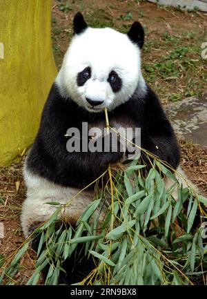 (151128) -- FUZHOU,2015 -- une photo prise le 18 novembre 2005 montre un panda géant Basi mangeant des feuilles de bambou au centre de recherche et d'échange de panda à Fuzhou, capitale de la province du Fujian du sud-est de la Chine. Basi a célébré son 35e anniversaire le 28 novembre 2015, ce qui équivaut à peu près à 130 ans d’âge humain. Basi est actuellement le plus vieux panda vivant à ce jour dans le monde. Basi en 1987, visite le zoo de San Diego aux États-Unis pour des spectacles. Elle attire environ 2,5 millions de visiteurs au cours de son séjour de six mois aux États-Unis et émerveille de nombreux visiteurs par ses performances acrobatiques. En 1990, elle est choisie comme proto Banque D'Images