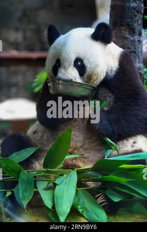 (151128) -- FUZHOU,2015 -- Giant panda Basi eats at the panda research and exchange center in Fuzhou, capital of southeast China s Fujian Province, Sept. 25, 2015. Basi celebrated her 35th birthday on Nov. 28, 2015, which roughly equals 130 years in human age. Basi is currently the oldest living panda so far in the world. Basi in 1987 visited the U.S. San Diego Zoo for shows. She attracted around 2.5 million visitors during her six-month stay in the United States and amazed many visitors by her acrobatic performances. In 1990, she was chosen as the prototype for Pan Pan, the mascot for the Bei Stock Photo