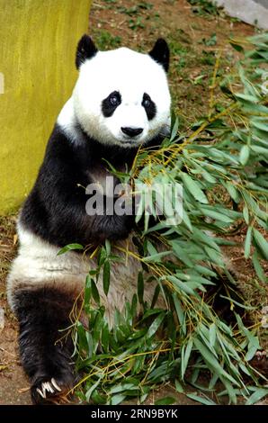 (151128) -- FUZHOU,2015 -- une photo prise le 18 novembre 2005 montre un panda géant Basi mangeant des feuilles de bambou au centre de recherche et d'échange de panda à Fuzhou, capitale de la province du Fujian du sud-est de la Chine. Basi a célébré son 35e anniversaire le 28 novembre 2015, ce qui équivaut à peu près à 130 ans d’âge humain. Basi est actuellement le plus vieux panda vivant à ce jour dans le monde. Basi en 1987, visite le zoo de San Diego aux États-Unis pour des spectacles. Elle attire environ 2,5 millions de visiteurs au cours de son séjour de six mois aux États-Unis et émerveille de nombreux visiteurs par ses performances acrobatiques. En 1990, elle est choisie comme proto Banque D'Images