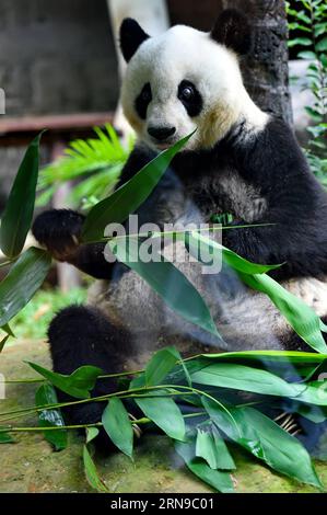 (151128) -- FUZHOU,2015 -- le panda géant Basi mange des feuilles de bambou au centre de recherche et d'échange de panda à Fuzhou, capitale de la province du Fujian du sud-est de la Chine, 25 septembre 2015. Basi a célébré son 35e anniversaire le 28 novembre 2015, ce qui équivaut à peu près à 130 ans d’âge humain. Basi est actuellement le plus vieux panda vivant à ce jour dans le monde. Basi en 1987, visite le zoo de San Diego aux États-Unis pour des spectacles. Elle attire environ 2,5 millions de visiteurs au cours de son séjour de six mois aux États-Unis et émerveille de nombreux visiteurs par ses performances acrobatiques. En 1990, elle a été choisie comme prototype pour Pan Pan, le masc Banque D'Images