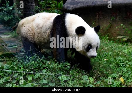 (151128) -- FUZHOU,2015 -- le panda géant Basi se promène au centre de recherche et d'échange de panda à Fuzhou, capitale de la province du Fujian du sud-est de la Chine, le 25 septembre 2015. Basi a célébré son 35e anniversaire le 28 novembre 2015, ce qui équivaut à peu près à 130 ans d’âge humain. Basi est actuellement le plus vieux panda vivant à ce jour dans le monde. Basi en 1987, visite le zoo de San Diego aux États-Unis pour des spectacles. Elle attire environ 2,5 millions de visiteurs au cours de son séjour de six mois aux États-Unis et émerveille de nombreux visiteurs par ses performances acrobatiques. En 1990, elle a été choisie comme prototype pour Pan Pan, la mascotte de Pan Banque D'Images