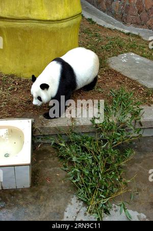 (151128) -- FUZHOU,2015 -- une photo prise le 28 novembre 2005 montre un panda géant Basi errant au centre de recherche et d'échange de panda à Fuzhou, capitale de la province du Fujian du sud-est de la Chine, le 18 novembre 2005, après avoir été envoyé dans une montagne voisine pour une station balnéaire. Basi a célébré son 35e anniversaire le 28 novembre 2015, ce qui équivaut à peu près à 130 ans d’âge humain. Basi est actuellement le plus vieux panda vivant à ce jour dans le monde. Basi en 1987, visite le zoo de San Diego aux États-Unis pour des spectacles. Elle a attiré environ 2,5 millions de visiteurs au cours de son séjour de six mois aux États-Unis et a étonné de nombreux visiteurs par son a Banque D'Images