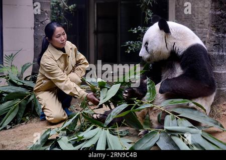 (151128) -- FUZHOU,2015 -- le panda géant Basi mange du bambou au centre de recherche et d'échange de panda à Fuzhou, capitale de la province du Fujian du sud-est de la Chine, 28 novembre 2015. Basi, actuellement l'un des plus vieux panda vivant jusqu'à présent dans le monde, a 35 ans samedi, ce qui équivaut à peu près à 130 ans d'âge humain. Basi en 1987, visite le zoo de San Diego aux États-Unis pour des spectacles. Elle attire environ 2,5 millions de visiteurs au cours de son séjour de six mois aux États-Unis et émerveille de nombreux visiteurs par ses performances acrobatiques. En 1990, elle a été choisie comme prototype pour Pan Pan, la mascotte des Jeux asiatiques de Pékin. Banque D'Images