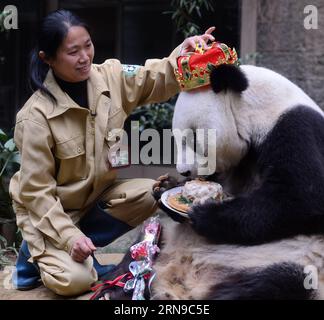 (151128) -- FUZHOU,2015 -- le panda géant Basi mange un gâteau au centre de recherche et d'échange de panda à Fuzhou, capitale de la province du Fujian du sud-est de la Chine, le 28 novembre 2015, pour célébrer son 35e anniversaire. Basi, actuellement l'un des plus vieux panda vivant jusqu'à présent dans le monde, a 35 ans samedi, ce qui équivaut à peu près à 130 ans d'âge humain. Basi en 1987, visite le zoo de San Diego aux États-Unis pour des spectacles. Elle attire environ 2,5 millions de visiteurs au cours de son séjour de six mois aux États-Unis et émerveille de nombreux visiteurs par ses performances acrobatiques. En 1990, elle a été choisie comme prototype pour Pan Pan, le masco Banque D'Images