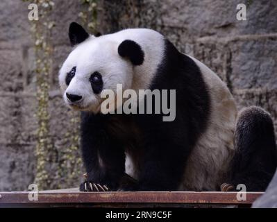 (151128) -- FUZHOU,2015 -- le panda géant Basi se repose au centre de recherche et d'échange de panda à Fuzhou, capitale de la province du Fujian du sud-est de la Chine, le 28 novembre 2015. Basi, actuellement l'un des plus vieux panda vivant jusqu'à présent dans le monde, a 35 ans samedi, ce qui équivaut à peu près à 130 ans d'âge humain. Basi en 1987, visite le zoo de San Diego aux États-Unis pour des spectacles. Elle attire environ 2,5 millions de visiteurs au cours de son séjour de six mois aux États-Unis et émerveille de nombreux visiteurs par ses performances acrobatiques. En 1990, elle a été choisie comme prototype pour Pan Pan, la mascotte des Jeux asiatiques de Pékin. Banque D'Images