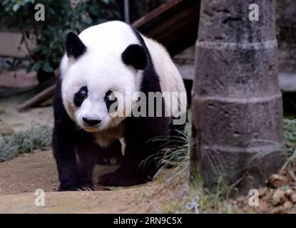 (151128) -- FUZHOU,2015 -- le panda géant Basi se promène au centre de recherche et d'échange de panda à Fuzhou, capitale de la province du Fujian du sud-est de la Chine, le 28 novembre 2015. Basi, actuellement l'un des plus vieux panda vivant jusqu'à présent dans le monde, a 35 ans samedi, ce qui équivaut à peu près à 130 ans d'âge humain. Basi en 1987, visite le zoo de San Diego aux États-Unis pour des spectacles. Elle attire environ 2,5 millions de visiteurs au cours de son séjour de six mois aux États-Unis et émerveille de nombreux visiteurs par ses performances acrobatiques. En 1990, elle a été choisie comme prototype pour Pan Pan, la mascotte des Jeux asiatiques de Pékin. Banque D'Images