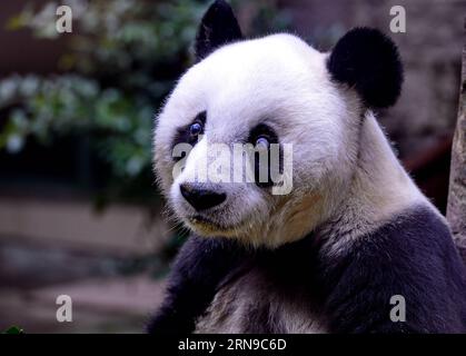 (151128) -- FUZHOU,2015 -- le panda géant Basi se repose au centre de recherche et d'échange de panda à Fuzhou, capitale de la province du Fujian du sud-est de la Chine, le 28 novembre 2015. Basi, actuellement l'un des plus vieux panda vivant jusqu'à présent dans le monde, a 35 ans samedi, ce qui équivaut à peu près à 130 ans d'âge humain. Basi en 1987, visite le zoo de San Diego aux États-Unis pour des spectacles. Elle attire environ 2,5 millions de visiteurs au cours de son séjour de six mois aux États-Unis et émerveille de nombreux visiteurs par ses performances acrobatiques. En 1990, elle a été choisie comme prototype pour Pan Pan, la mascotte des Jeux asiatiques de Pékin. Banque D'Images