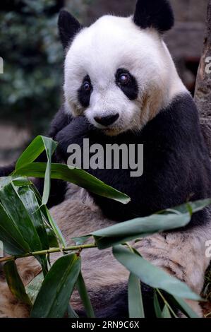 (151128) -- FUZHOU,2015 -- le panda géant Basi mange du bambou au centre de recherche et d'échange de panda à Fuzhou, capitale de la province du Fujian du sud-est de la Chine, 28 novembre 2015. Basi, actuellement l'un des plus vieux panda vivant jusqu'à présent dans le monde, a 35 ans samedi, ce qui équivaut à peu près à 130 ans d'âge humain. Basi en 1987, visite le zoo de San Diego aux États-Unis pour des spectacles. Elle attire environ 2,5 millions de visiteurs au cours de son séjour de six mois aux États-Unis et émerveille de nombreux visiteurs par ses performances acrobatiques. En 1990, elle a été choisie comme prototype pour Pan Pan, la mascotte des Jeux asiatiques de Pékin. Banque D'Images