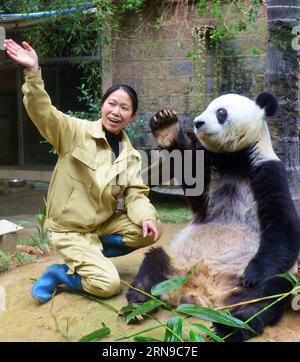(151128) -- FUZHOU,2015 -- le panda géant Basi et son éleveur ont attiré les fans lors de son 35e anniversaire au centre de recherche et d'échange de panda à Fuzhou, capitale de la province du Fujian du sud-est de la Chine, le 28 novembre 2015. Basi, actuellement l'un des plus vieux panda vivant au monde, a 35 ans samedi, ce qui équivaut à peu près à 130 ans d'âge humain. Basi en 1987, visite le zoo de San Diego aux États-Unis pour des spectacles. Elle attire environ 2,5 millions de visiteurs au cours de son séjour de six mois aux États-Unis et émerveille de nombreux visiteurs par ses performances acrobatiques. En 1990, elle a été choisie comme prototype pour Pan Pan, le ma Banque D'Images
