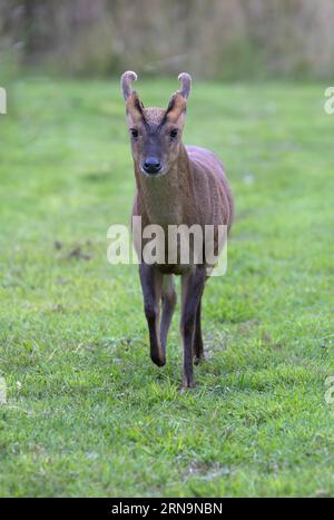 A Reeves muntjac Muntiacus reevesi marchant le long dans un cadre rural du nord de Norfolk, Royaume-Uni. Banque D'Images