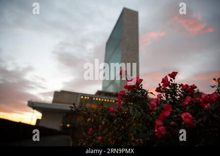 (151215) -- NEW YORK, 15 décembre 2015 -- des fleurs en fleurs sont vues dans la roseraie au siège des Nations Unies à New York, aux États-Unis, le 15 décembre 2015. New York a établi un record pour le mois de décembre le plus chaud, avec certains résidents se dirigeant vers des shorts et des sandales quelques jours avant les vacances de Noël habituellement glaciales. Les températures devraient rester bien au-dessus de la moyenne saisonnière tout au long de la semaine, a déclaré le National Weather Service.) Un-NEW YORK-MÉTÉO-HIVER CHAUD LixMuzi PUBLICATIONxNOTxINxCHN 151215 New York déc. 15 2015 fleurs fleuries sont des lacs dans la roseraie de L'Unite Banque D'Images