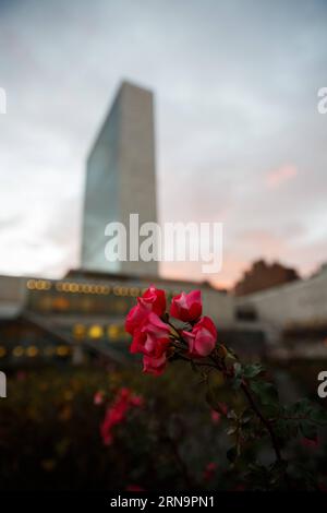 (151215) -- NEW YORK, 15 décembre 2015 -- des fleurs en fleurs sont vues dans la roseraie au siège des Nations Unies à New York, aux États-Unis, le 15 décembre 2015. New York a établi un record pour le mois de décembre le plus chaud, avec certains résidents se dirigeant vers des shorts et des sandales quelques jours avant les vacances de Noël habituellement glaciales. Les températures devraient rester bien au-dessus de la moyenne saisonnière tout au long de la semaine, a déclaré le National Weather Service.) Un-NEW YORK-MÉTÉO-HIVER CHAUD LixMuzi PUBLICATIONxNOTxINxCHN 151215 New York déc. 15 2015 fleurs fleuries sont des lacs dans la roseraie de L'Unite Banque D'Images