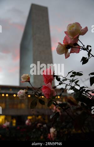 (151215) -- NEW YORK, 15 décembre 2015 -- des fleurs en fleurs sont vues dans la roseraie au siège des Nations Unies à New York, aux États-Unis, le 15 décembre 2015. New York a établi un record pour le mois de décembre le plus chaud, avec certains résidents se dirigeant vers des shorts et des sandales quelques jours avant les vacances de Noël habituellement glaciales. Les températures devraient rester bien au-dessus de la moyenne saisonnière tout au long de la semaine, a déclaré le National Weather Service.) Un-NEW YORK-MÉTÉO-HIVER CHAUD LixMuzi PUBLICATIONxNOTxINxCHN 151215 New York déc. 15 2015 fleurs fleuries sont des lacs dans la roseraie de L'Unite Banque D'Images