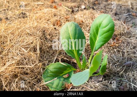 Jeunes feuilles d'un chou blanc en croissance dans un lit de jardin avec un sol paillé. Plantés de plants de légumes dans le jardin de la maison Banque D'Images