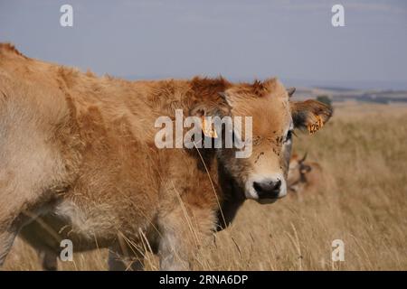 Vaches Aubrac dans la campagne de Lozère entouré par la nature dans le sud de la France Banque D'Images