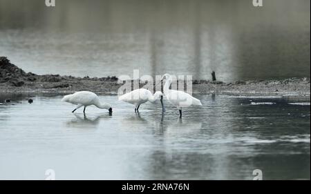 (160110) -- DONGFANG, 10 janvier 2016 -- des becs à face noire cherchent de la nourriture dans l'eau à la réserve naturelle de becs à face noire dans la ville de Dongfang, dans la province de Hainan du sud de la Chine, 8 janvier 2016. Plus de 50 spatules à face noire vivent dans la réserve. La population mondiale de la spatule à face noire menacée est d'environ 2 700. ) (lfj) CHINA-HAINAN-DONGFANG-BLACE-FACED SPOONBILLS (CN) JiangxEnyu PUBLICATIONxNOTxINxCHN 160110 Dong Fang Jan 10 2016 Black Faced Spoon Bill cherchez de la nourriture dans l'eau À Black Faced Spoon Bill nature Reserve dans la ville de Dong Fang Sud de la Chine S Hainan province Banque D'Images