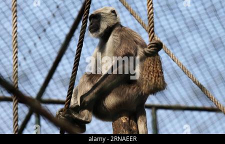 (160122) -- KATMANDOU, 22 janvier 2016 -- la photo prise le 22 janvier 2016 montre un langur reposant dans sa cage au zoo central de Lalitpur, au Népal. NÉPAL-LALITPUR-CENTRAL ZOO SunilxSharma PUBLICATIONxNOTxINxCHN 160122 Katmandou Jan 22 2016 photo prise LE 22 2016 janvier montre un langur REPOSANT dans sa cage AU zoo central de Lalitpur Népal Népal Zoo central de Lalitpur SunilxSharma PUBLICATIONxNOTxINxCHN Banque D'Images