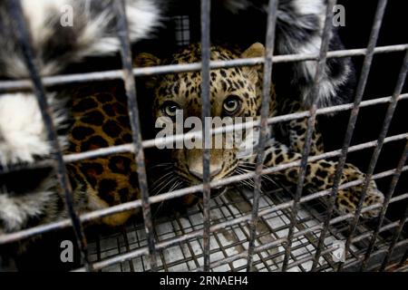 (160122) -- KATMANDOU, 22 janvier 2016 -- une photo prise le 22 janvier 2016 montre un léopard dans une cage après avoir été trouvé dans une maison à Kirtipur, Katmandou, Népal. Une équipe spécialisée du département des forêts contrôle le léopard après que les habitants aient informé la police à proximité. Le léopard tranquillisé sera libéré plus tard dans une forêt. ) NÉPAL-KATMANDOU-CITY AREA-LEOPARD PratapxThapa PUBLICATIONxNOTxINxCHN 160122 Katmandou Jan 22 2016 photo prise LE 22 2016 janvier montre un léopard dans une cage après LUI ce qui a trouvé à l'intérieur d'une maison à Kirtipur Katmandou Népal une équipe SPÉCIALISÉE du Département des forêts contrôle Banque D'Images