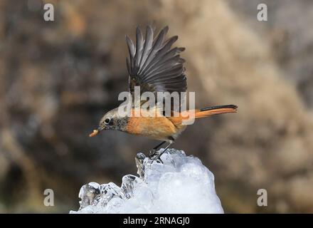 (160125) -- PÉKIN, 25 janvier 2016 -- une photo prise le 25 janvier 2016 montre un redstart daurien au Parc forestier olympique de Pékin, capitale de la Chine.) (MCG) CHINA-BEIJING-DAURIAN REDSTART (CN) LiuxXianguo PUBLICATIONxNOTxINxCHN 160125 Beijing Jan 25 2016 photo prise LE 25 2016 janvier montre un redstart AU Parc forestier olympique de Beijing capitale de la Chine MCG China Beijing redstart CN LiuxXianguo PUBLICATIONxNOTxINxCHN Banque D'Images