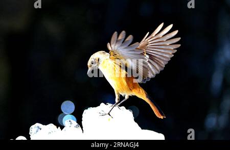 (160125) -- PÉKIN, 25 janvier 2016 -- une photo prise le 25 janvier 2016 montre un redstart daurien au Parc forestier olympique de Pékin, capitale de la Chine.) (MCG) CHINA-BEIJING-DAURIAN REDSTART (CN) LiuxXianguo PUBLICATIONxNOTxINxCHN 160125 Beijing Jan 25 2016 photo prise LE 25 2016 janvier montre un redstart AU Parc forestier olympique de Beijing capitale de la Chine MCG China Beijing redstart CN LiuxXianguo PUBLICATIONxNOTxINxCHN Banque D'Images