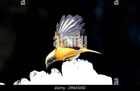 (160125) -- PÉKIN, 25 janvier 2016 -- une photo prise le 25 janvier 2016 montre un redstart daurien au Parc forestier olympique de Pékin, capitale de la Chine.) (MCG) CHINA-BEIJING-DAURIAN REDSTART (CN) LiuxXianguo PUBLICATIONxNOTxINxCHN 160125 Beijing Jan 25 2016 photo prise LE 25 2016 janvier montre un redstart AU Parc forestier olympique de Beijing capitale de la Chine MCG China Beijing redstart CN LiuxXianguo PUBLICATIONxNOTxINxCHN Banque D'Images