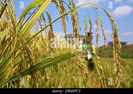 Pékin, Chine. 30 août 2023. Cette photo prise le 30 août 2023 montre un fermier récoltant du riz sur une rizière avec une faucheuse dans le village de Furongshan, ville de Shaoyang, dans la province du Hunan en Chine centrale. Crédit : Zeng Yong/Xinhua/Alamy Live News Banque D'Images