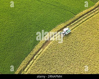 Beijing, China. 30th Aug, 2023. This aerial photo taken on Aug. 30, 2023 shows a farmer harvesting grains with a reaper in Huaqiao Village, Loudi City of central China's Hunan Province. Credit: Li Jianxin/Xinhua/Alamy Live News Stock Photo