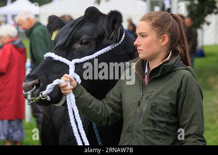 Weedon Park, Aylesbury, Buckinghamshire. ROYAUME-UNI. 31st août 2023 Un exposant de bétail attend pour aller à l'exposition au 154th Bucks County Show. Crédit photo : Tim Scrivener/Alamy Live News Banque D'Images