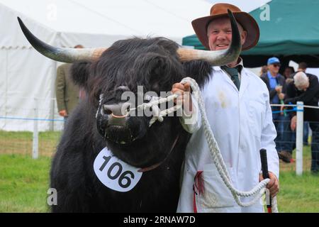 Weedon Park, Aylesbury, Buckinghamshire. ROYAUME-UNI. 31 août 2023 Un exposant de bétail attend d'aller dans le ring d'exposition au 154e Bucks County Show. Crédit photo : Tim Scrivener/Alamy Live News Banque D'Images