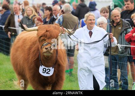 Weedon Park, Aylesbury, Buckinghamshire. ROYAUME-UNI. 31 août 2023 Un exposant de bétail montrant une vache Highland au 154e Bucks County Show. Crédit photo : Tim Scrivener/Alamy Live News Banque D'Images