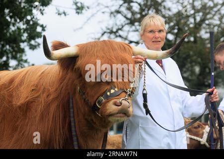 Weedon Park, Aylesbury, Buckinghamshire. ROYAUME-UNI. 31 août 2023 Un exposant de bétail montrant une vache Highland au 154e Bucks County Show. Crédit photo : Tim Scrivener/Alamy Live News Banque D'Images