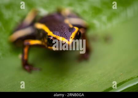 Un éleuth de Monte Iberia a été vu dans le parc national Alejandro de Humboldt dans la province de Guantanamo dans l'est de Cuba, le 12 février 2016. L'éleuthe de Monte Iberia est une petite grenouille éleuthérodactylide endémique à l'est de Cuba. Elle mesure moins de 10 mm de longueur museau-évent, la plus petite grenouille vivante de l'hémisphère Nord et la troisième plus petite au monde. Il a été découvert pour la première fois en 1996 sur le mont Iberia dans la province de Holgu¨ªn et n'existe que dans deux petites régions de Cuba. (djj) CUBA-GUANTANAMO-MONTE IBERIA ELEUTH LiuxBin PUBLICATIONxNOTxINxCHN a Monte Iberia EST un lac DANS le parc national Alejandro de Humboldt Banque D'Images