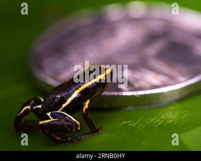 Un éleuth de Monte Iberia a été vu dans le parc national Alejandro de Humboldt dans la province de Guantanamo dans l'est de Cuba, le 12 février 2016. L'éleuthe de Monte Iberia est une petite grenouille éleuthérodactylide endémique à l'est de Cuba. Elle mesure moins de 10 mm de longueur museau-évent, la plus petite grenouille vivante de l'hémisphère Nord et la troisième plus petite au monde. Il a été découvert pour la première fois en 1996 sur le mont Iberia dans la province de Holgu¨ªn et n'existe que dans deux petites régions de Cuba. (djj) CUBA-GUANTANAMO-MONTE IBERIA ELEUTH LiuxBin PUBLICATIONxNOTxINxCHN a Monte Iberia EST un lac DANS le parc national Alejandro de Humboldt Banque D'Images