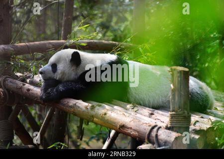 (160217) -- CHENGDU, 16 février 2016 -- Un panda géant repose sur une charpente en bois à la base de recherche de Chengdu sur l élevage de panda géants à Chengdu, capitale de la province du Sichuan du sud-ouest de la Chine, 16 février 2016.) (Ry) CHINE-CHENGDU-GÉANT PANDA (CN) FanxJiashan PUBLICATIONxNOTxINxCHN Chengdu février 16 2016 un panda géant repose SUR une CHARPENTE en bois À Chengdu Research base of Giant Panda Breeding in Chengdu capitale du sud-ouest de la Chine S Sichuan province Feb 16 2016 Ry China Chengdu géant Panda CN PUBLICATIONxNOTxINxINxCHN Banque D'Images