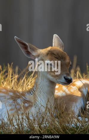 Veau de Red deer Banque D'Images