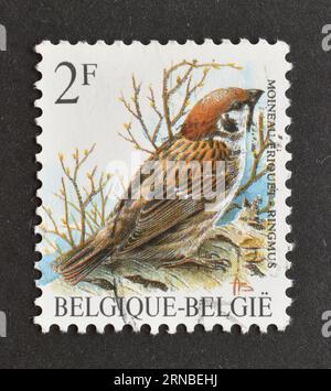 Timbre-poste annulé imprimé par la Belgique, qui montre le moineau eurasien (passer montanus), vers 1989. Banque D'Images