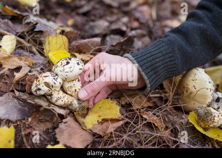 Un homme tenant des champignons matsutake fourrés dans la forêt Banque D'Images