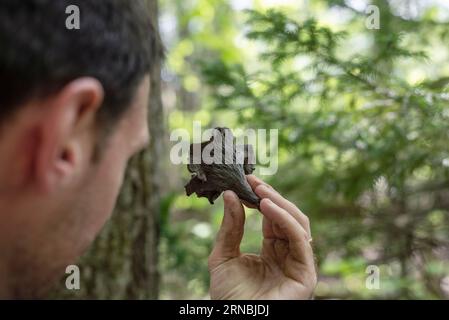 Un homme tenant un champignon de trompette noir fraîchement fourré dans les bois Banque D'Images