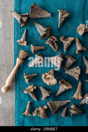 Champignons trompettes noirs fraîchement forgés étalés sur une serviette en lin Banque D'Images