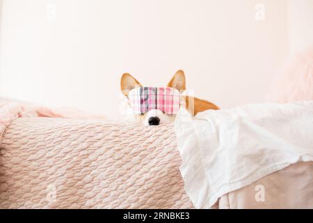 Vue de face du corgi avec masque de sommeil à carreaux sur les yeux sur le lit rose Banque D'Images