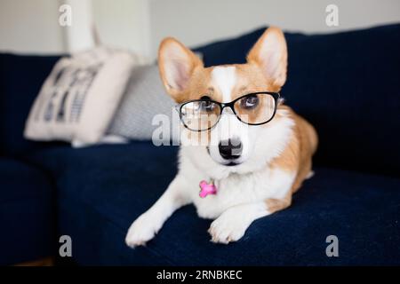 Drôle de chien Corgi portant des lunettes et regardant vers le haut allongé sur le canapé à l'intérieur Banque D'Images